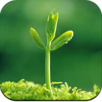 Plants Wallpaper HD on 9Apps