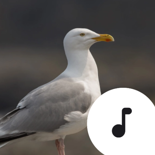 Seagull Sounds icon