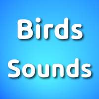 Birds Sound Ringtones Free Download on 9Apps