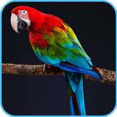 HD Parrot Wallpaper on 9Apps