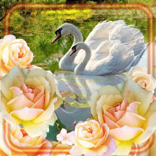 Swans and Lilies Live Wallpaper icon
