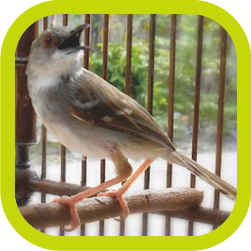 Master Kicau Ciblek Juara icon