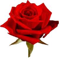 🌹 Roses 🌹 stickers (WAStickerApps)