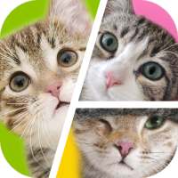 Cat Puzzles - Drag & Swap