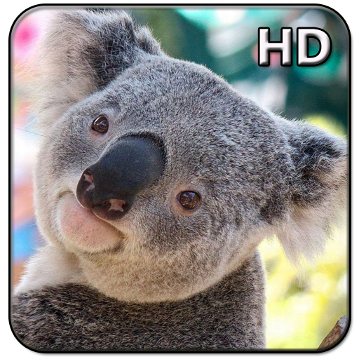 Cute Koala Wallpaper icon