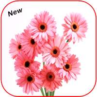 Beautiful All Flowers Photo Pics Free on 9Apps