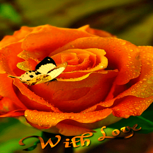 Orange Rose Butterfly LWP icon