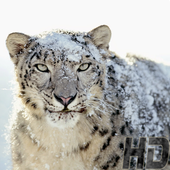 All Animal Wallpaper 2015 icon