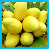 Mango Memory Game icon