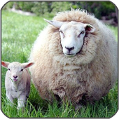 Tok Tok Animal Sound icon