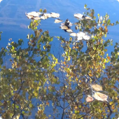 ikon Autumn Lake Live Wallpaper HD