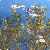 Autumn Lake Live Wallpaper HD on 9Apps