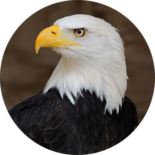 Eagle Sounds and Ringtone icon