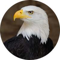 Eagle Sounds and Ringtone