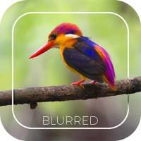 Automatic Blur Camera - DSLR Effect on 9Apps