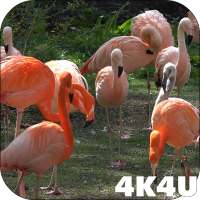 4K Flamingo Video Live Wallpapers on 9Apps