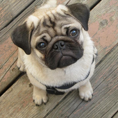 Pugs Dogs Jigsaw Puzzle icon