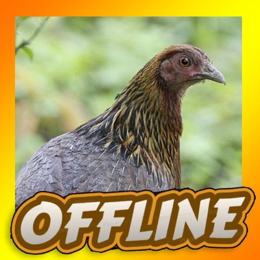 Red Junglefowl Female Call Sounds icon