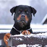 Rottweiler Dog Hd Wallpapers on 9Apps