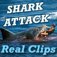 SHARK Attack Videos - Live Real Time Funny Clips on 9Apps