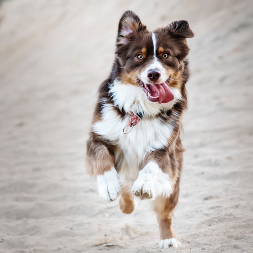 Dog  Wallpapers icon