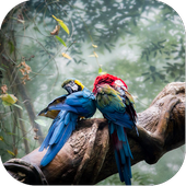 Birds Jigsaw Puzzle World icon