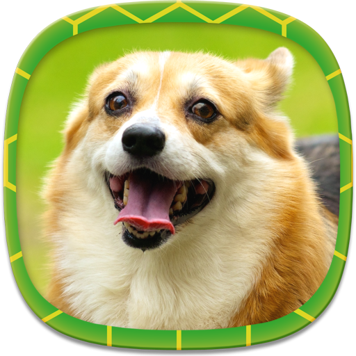 Dog Wallpapers icon