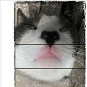 Snoze cat LWP FREE icon