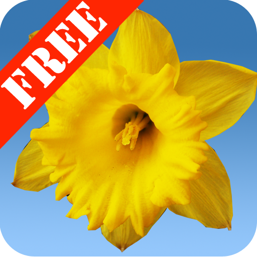Daffodils Free Live Wallpaper icon