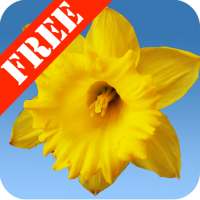 Daffodils Free Live Wallpaper
