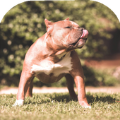 Pitbull Dog Wallpaper أيقونة