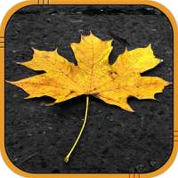 Autumn Live Wallpaper on 9Apps