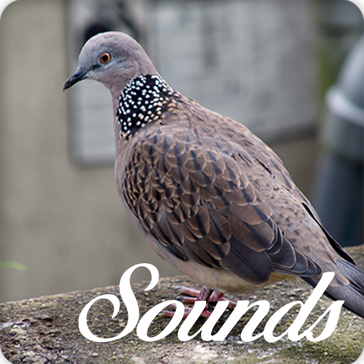 Spotted Turtle Dove Bird Sounds and Ringtone icon