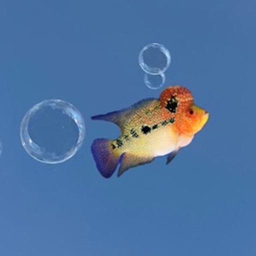 FishYI - Pet Fish Identifier icon