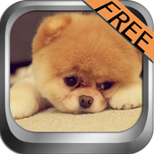 ikon Talking Funny Dogs