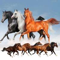 Horse Racing Pro
