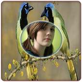 Birds Photo Frames