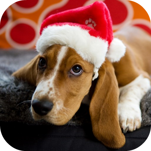 Christmas Dog Live Wallpaper icon