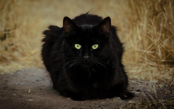 Black Cat Live Wallpaper screenshot 6