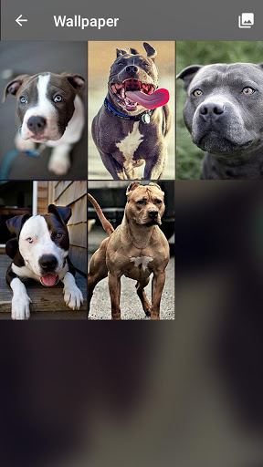 Pitbull Nice Dogs Wallpaper Lock Screen screenshot 6