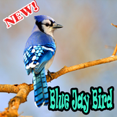 BLUE JAY BIRDS NEW icon