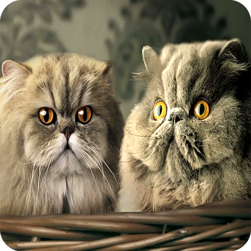 Cute Cat Wallpaper icon