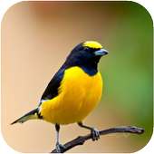 Birds HD Wallpapers on 9Apps