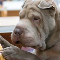 Shar Pei Wallpapers on 9Apps