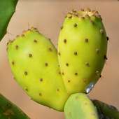 Prickly Pear Cactus For Health on 9Apps