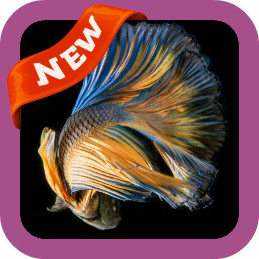 Fighting Fish Wallpaper icon