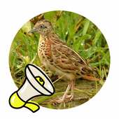 Turnicidae Sound on 9Apps