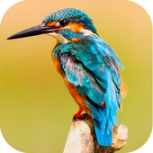 Birds Jigsaw Puzzle icon