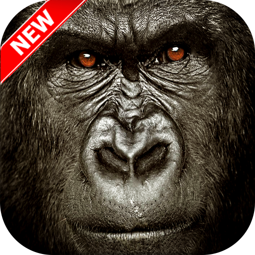 Gorilla Wallpaper icon