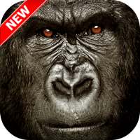 Gorilla Wallpaper on 9Apps
